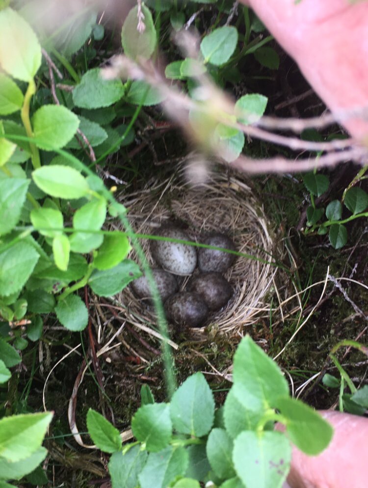 houndtrail's tweet photo. Hereโs a mipits/cuckoo from June. There was originally a c6 in this nest which is quite unusual. The female cuckoo removed two and layed hers in their place. Before and after photos #cuckoo #armsrace #predated #cuculuscanorus #moorlandbirds https://t.co/oSXju0iy1K