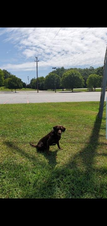 CU_Police's tweet image. It's "Where is Woodrow Wednesday?" Leave your best answer. Have a great day! 😀
#cupd #experiencesafety #clemsonuniversity #whereswoodrow