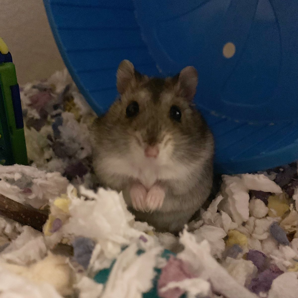 gerber puffs for hamsters