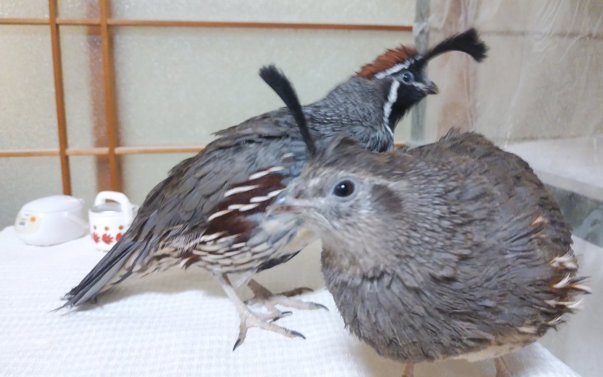 かずさ على تويتر かわいいよズアカ ズアカカンムリウズラ