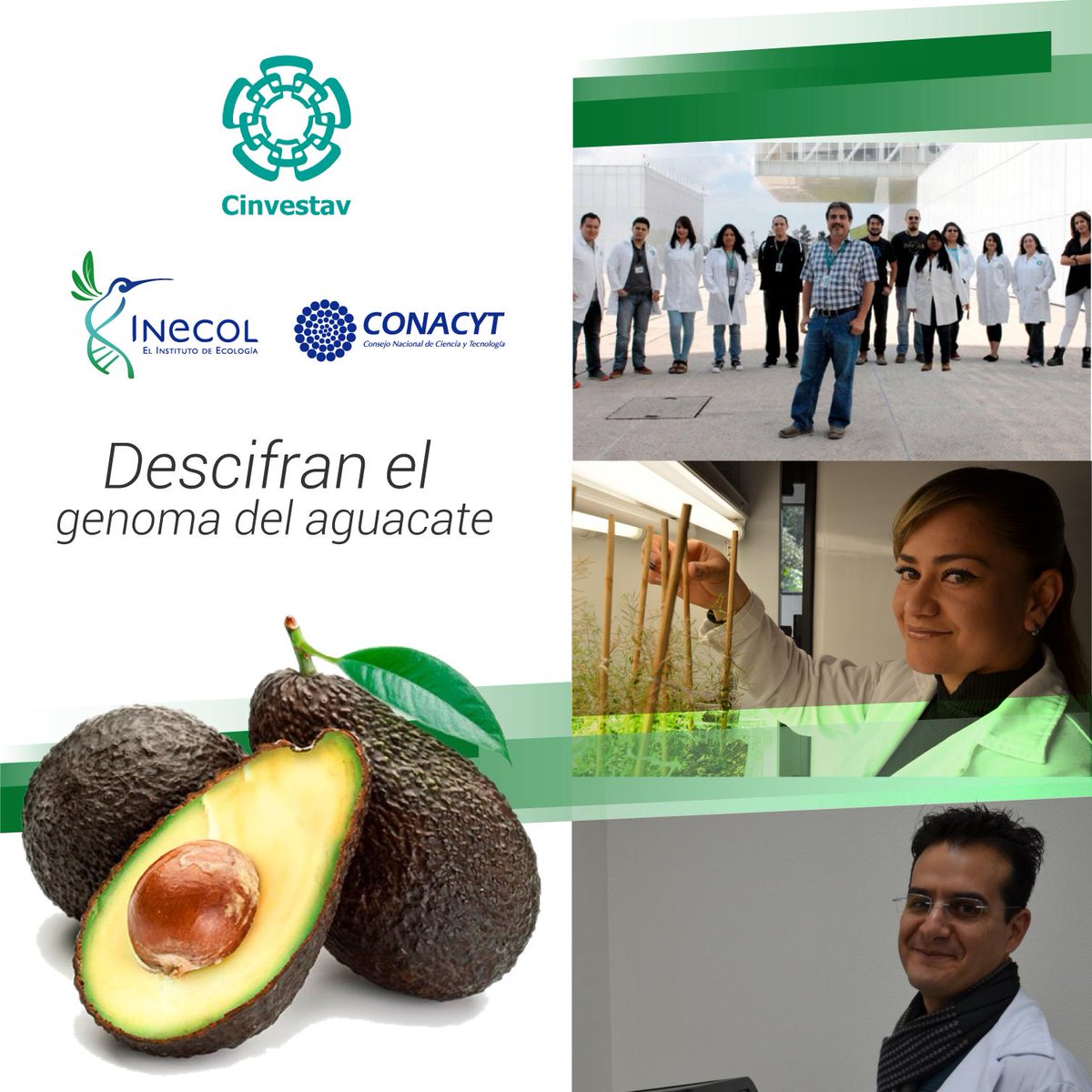 El Dr. Luis Herrera E de
@langebiomx encabezó la investigación sobre el genoma del #aguacate. En este trabajo colaboraron la Dra. Claudia A. Pérez T y el Dr. Enrique Ibarra-Laclette de #INECOL. #HacemosCiencia 
PNAS: (link: ow.ly/Hcd050vpYbJ) ow.ly/Hcd050vpYbJ