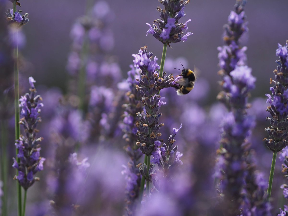 A busy little bee taking advantage of the last of the lavender!