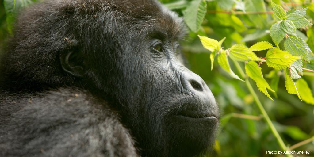 WildEarthAllies's tweet photo. This is Marhale, a juvenile Grauer’s gorilla who is part of the Chimanuka group, in @kahuzibiegaparc in #DRCongo. 🦍

#ConservationTogether 📷@Allison_Shelley cc @Primatexpertise

Story: https://t.co/7yIVD4w9AL https://t.co/bnUkvnos5M