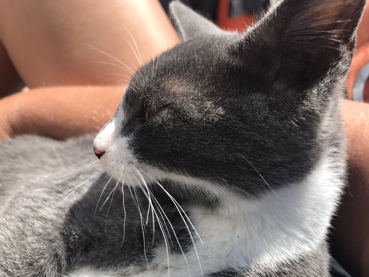 KaileyCameron7's tweet photo. Is anyone missing this cute kitty?! If shes not chipped does anyone want her?! Very friendly and good with kids ☺️ https://t.co/JhujkxBmBu