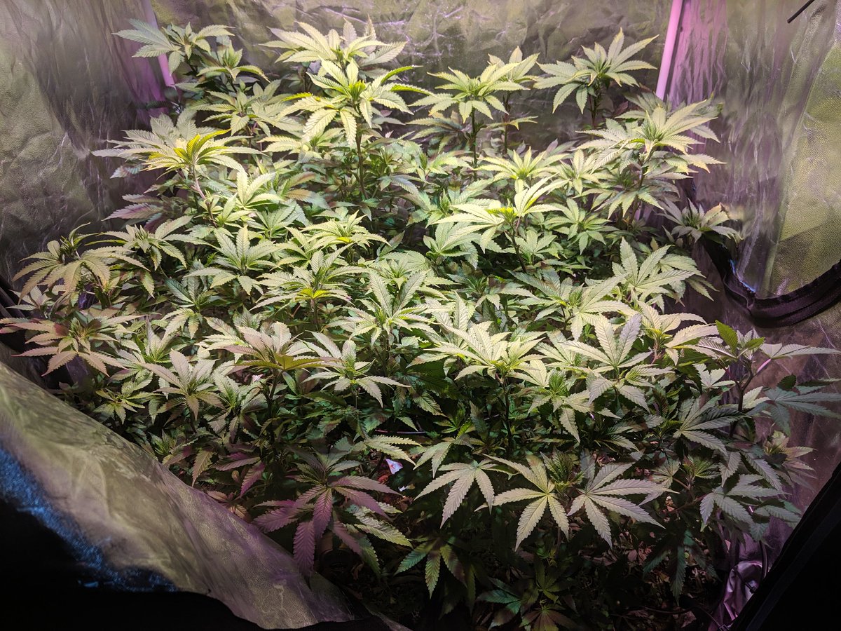 JournalGreenly's tweet photo. Recovery has gone well. There is still a little residual yellow, but the plants are growing vigorously and I am prepping for the photoperiod switch to induce flowering.

Blumats are installed, which is great. Living soil likes constant moisture, and I don't have to hand water! https://t.co/mHz9QWVMMv