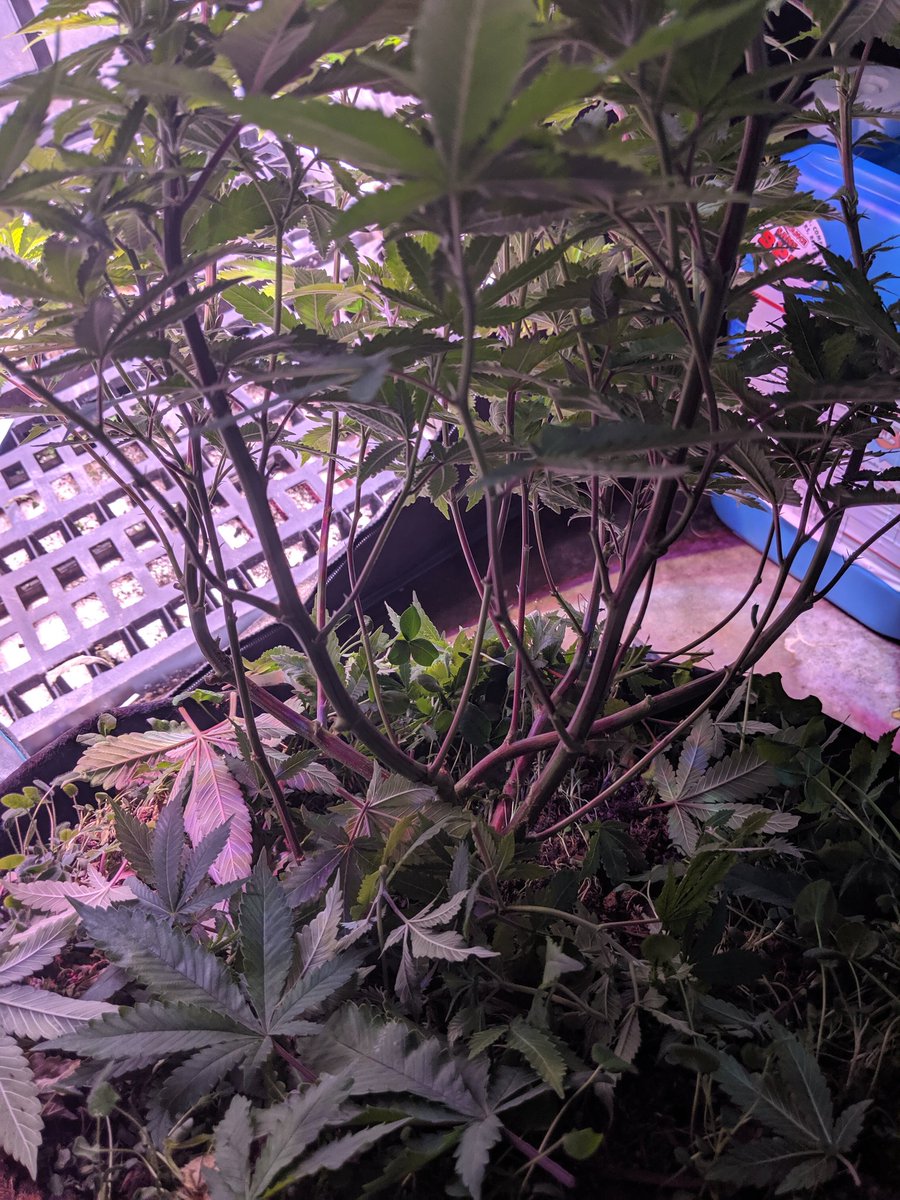 JournalGreenly's tweet photo. Took off lower growth and defoliated to expose potential bud sites a couple of days ago. Will add a trellis for support, and flip in a week or so.

I am a little concerned about height, but it should be manageable under the circumstances. https://t.co/P1WdqEHIip