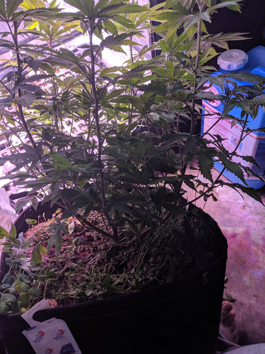 JournalGreenly's tweet photo. Took off lower growth and defoliated to expose potential bud sites a couple of days ago. Will add a trellis for support, and flip in a week or so.

I am a little concerned about height, but it should be manageable under the circumstances. https://t.co/P1WdqEHIip