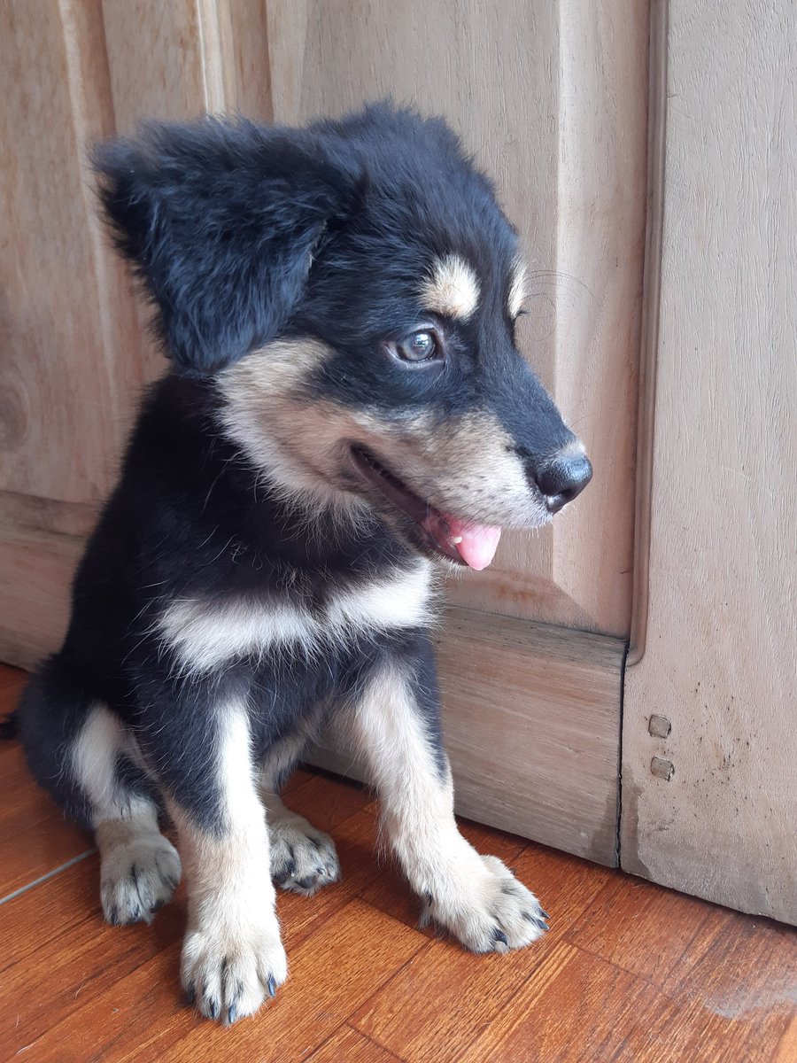 adiiiimg's tweet photo. Me encontré a este perrito por el cine Salinas,  estaba frente al centro de pinturas Justo Arias , lo agarré por que estaba asustado casi cruzando la calle y pregunté por la casa donde estaba pero nadie salió.
RT POR FAVOR PARA ENCONTRAR A SU DUEÑ@ https://t.co/hI9jNcRwtI