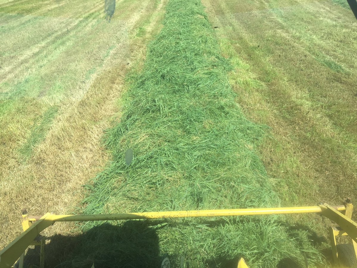 Some nice 2nd cut grass for our heifers. #NSag