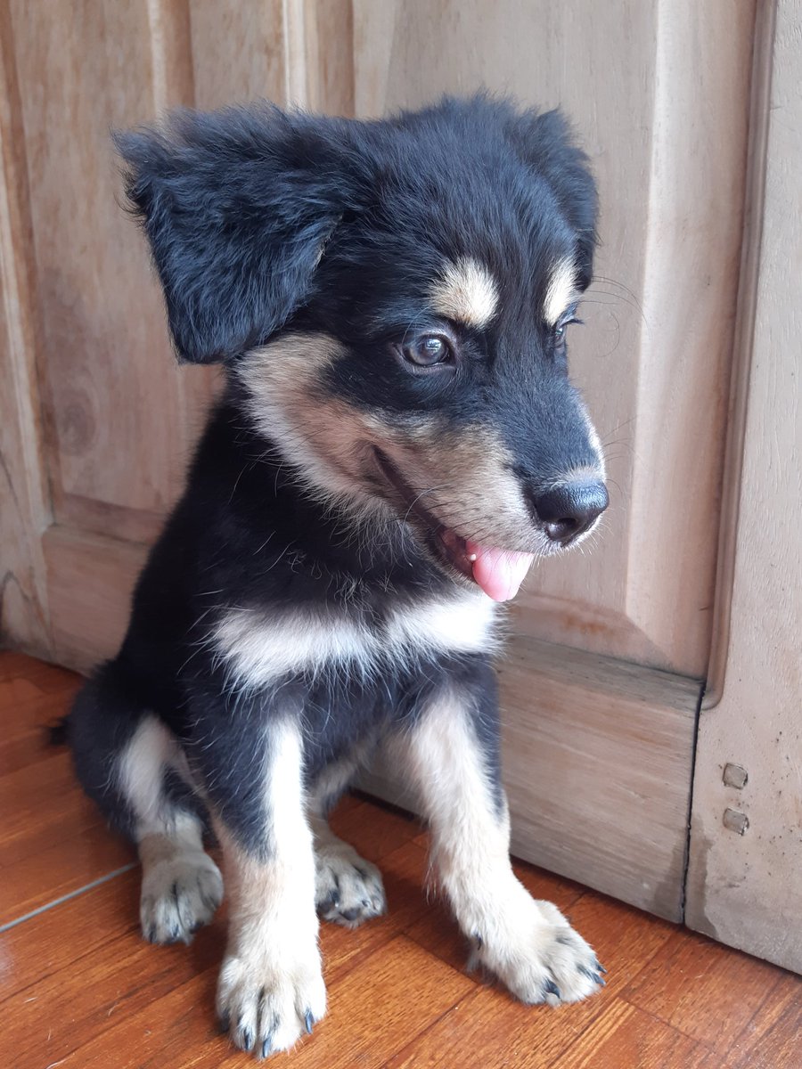 adiiiimg's tweet photo. Me encontré a este perrito por el cine Salinas,  estaba frente al centro de pinturas Justo Arias , lo agarré por que estaba asustado casi cruzando la calle y pregunté por la casa donde estaba pero nadie salió.
RT POR FAVOR PARA ENCONTRAR A SU DUEÑ@ https://t.co/hI9jNcRwtI