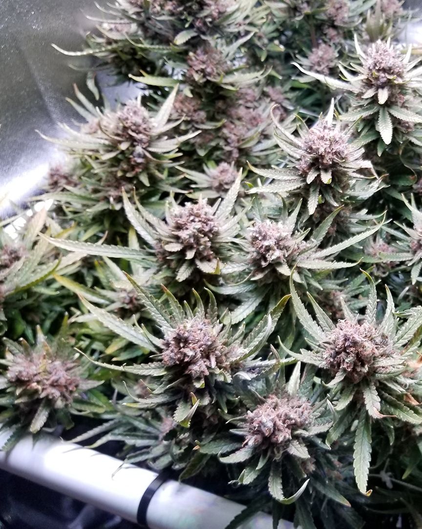 BlackDogLED's tweet photo. The PhytoMAX-2 400 is perfect for supercharging a smaller space grow and will typically yield 1lb+ of high quality Cannabis. Check out the Grow Along featuring the 400 at https://t.co/OZiDTh3GvY
________________________________________
#blackdogled #phytomax #phytomax2 https://t.co/TGA0dIGtv8