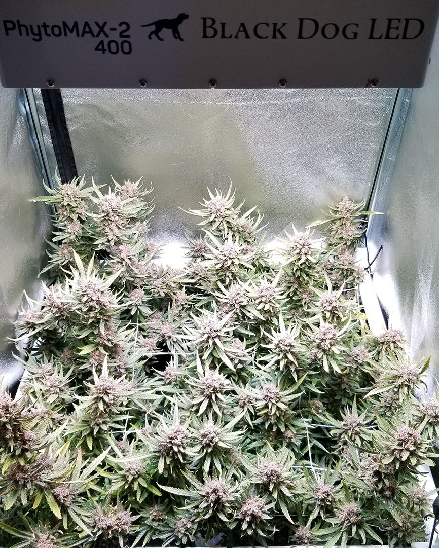 BlackDogLED's tweet photo. The PhytoMAX-2 400 is perfect for supercharging a smaller space grow and will typically yield 1lb+ of high quality Cannabis. Check out the Grow Along featuring the 400 at https://t.co/OZiDTh3GvY
________________________________________
#blackdogled #phytomax #phytomax2 https://t.co/TGA0dIGtv8