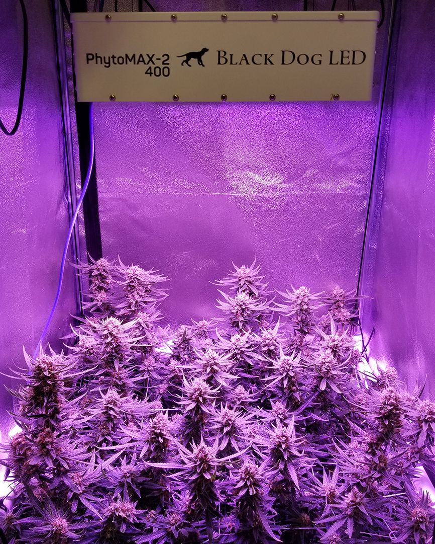 BlackDogLED's tweet photo. The PhytoMAX-2 400 is perfect for supercharging a smaller space grow and will typically yield 1lb+ of high quality Cannabis. Check out the Grow Along featuring the 400 at https://t.co/OZiDTh3GvY
________________________________________
#blackdogled #phytomax #phytomax2 https://t.co/TGA0dIGtv8