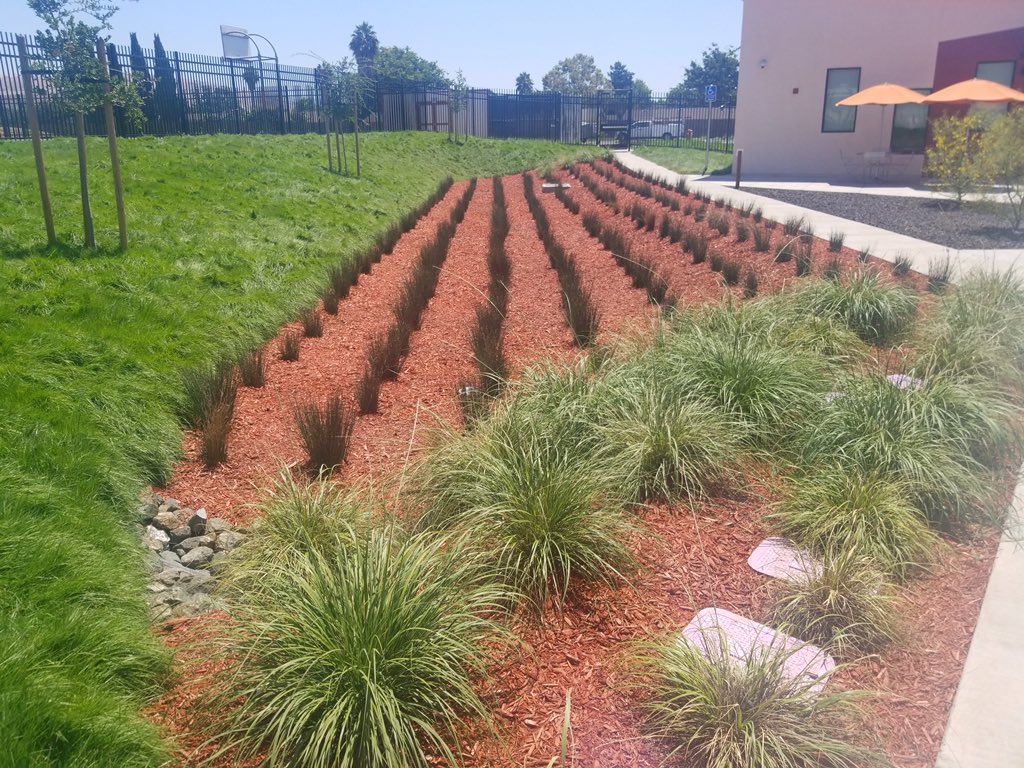 CBManagementGrp's tweet photo. Our latest successful project which included renewed landscaping, erosion control, irrigation and bioswales at San Jose Evergreen Community College Extension, a Joint Venture with the Milpitas Unified School District.

#sjeccd #loslozalandscaping #CBMGProject #JGMProject https://t.co/BWF5WYkA4l