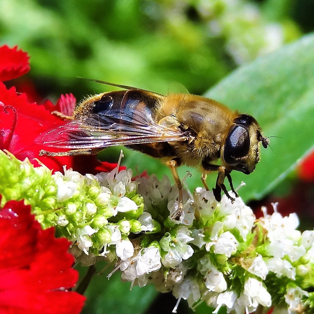 Astad_EU's tweet photo. Many beautiful insects in our garden in Heesch. #ecology #insects #beauty #bij #bee #macro #macrofoto #macropicture #bloemen #heesch #noordbrabant https://t.co/hhbML3rHOg