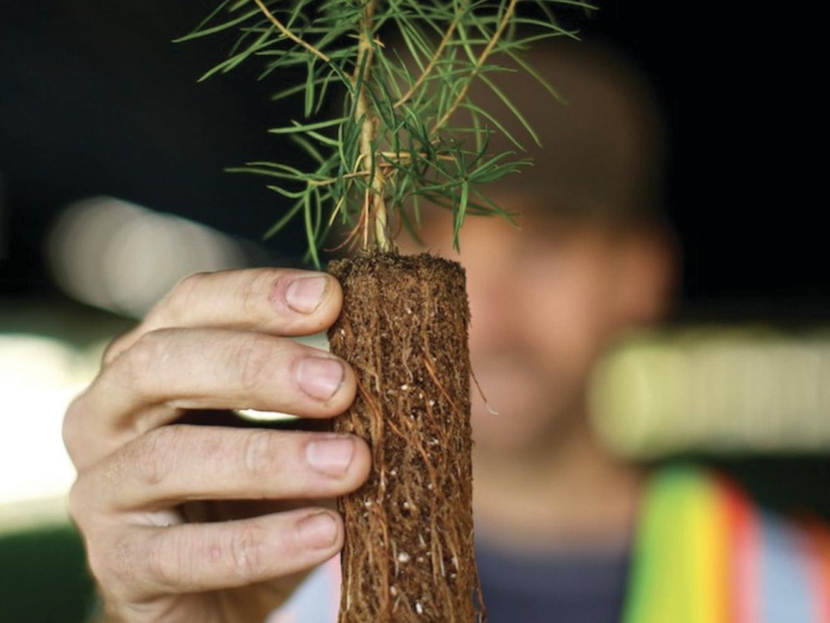 mosaicforests's tweet photo. Have you visited the highlights from our 2018 Sustainability Progress Report? Our daily operations are focused on sustainable forest management practices from harvest to new growth. Learn more about our achievements and goals for 2019: https://t.co/wQm2Ww4kyL https://t.co/QIvYLJmfWr
