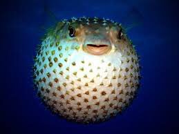 Какой шанс иглобрюха. Какой шанс иглобрюха. Рыба фугу бурый скалозуб. Фугу (рыба-шар). Иглобрюх геншин.