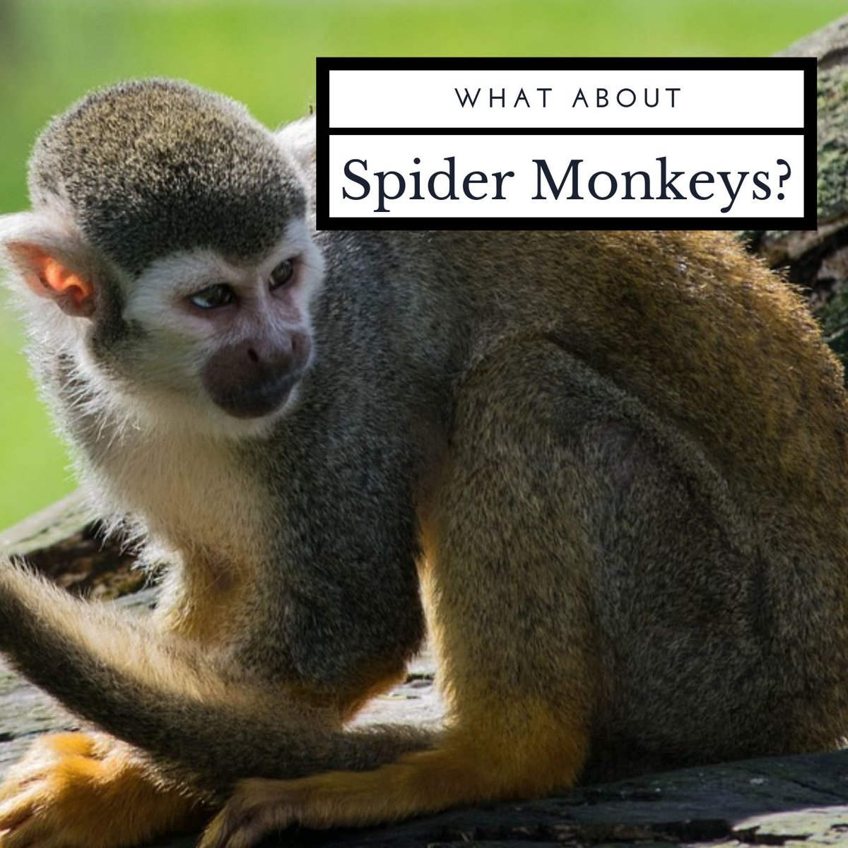 AMFFoundation's tweet photo. "Spider monkeys are certainly threatened; the black-headed spider monkey and the brown spider monkey are critically endangered." https://t.co/EgQCBwMnrc #AMF #AprilMalmsteenFoundation #conservation https://t.co/81aoIZh7Np