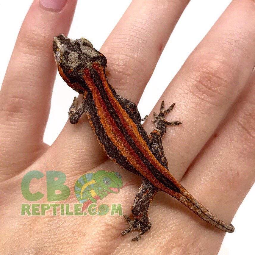CBReptiles's tweet photo. Can’t wait to see how this baby Gargoyle progresses!🧡🔥❤️
•
•
•
#gargoylegecko #babygargoylegecko #gargoyle #babygargoyle #geckos #gecko #babygecko #gargoylegeckobreeder #geckobreeder #captivebred #handraised #reptile #reptilebreeder #gargoylegeckoforsale #gargoylegeckomorph https://t.co/7anB1KFFog