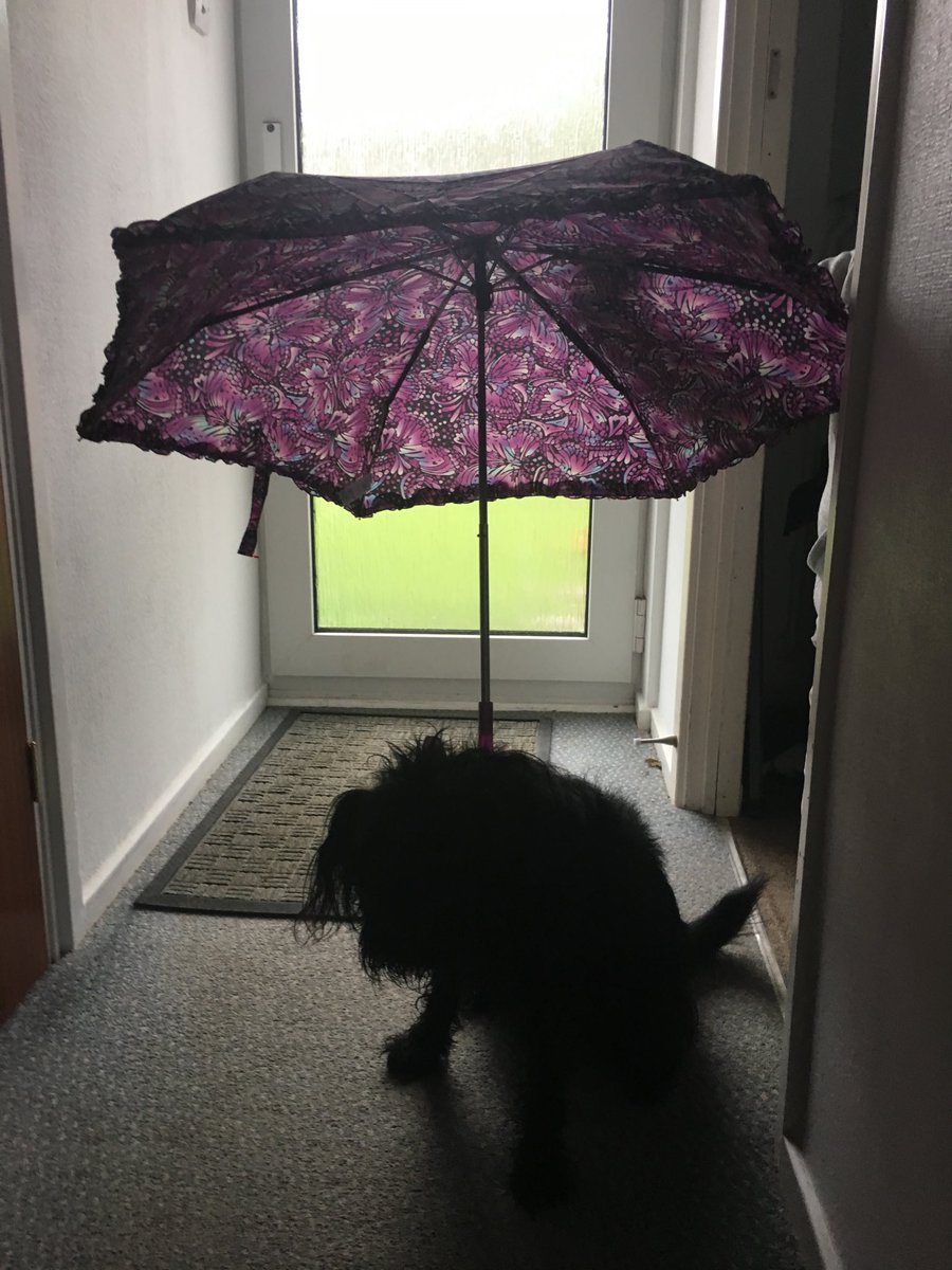 Jan10638274's tweet photo. I ‘m only going out if we take this! #Roscoholiday https://t.co/nW1M9DUbWZ
