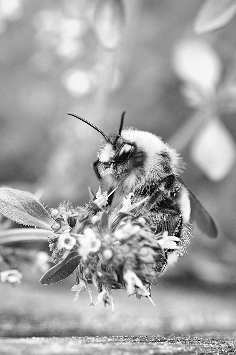 strandwerk's tweet photo. Seeing things in black and white simplifies a lot. But life is colorful ... ;-)
#bumblebees #natureisamanzing #lifeiscolor #insectworld #nectar #gardenersworld #summer #blackandwhite https://t.co/GhkEtYprXK