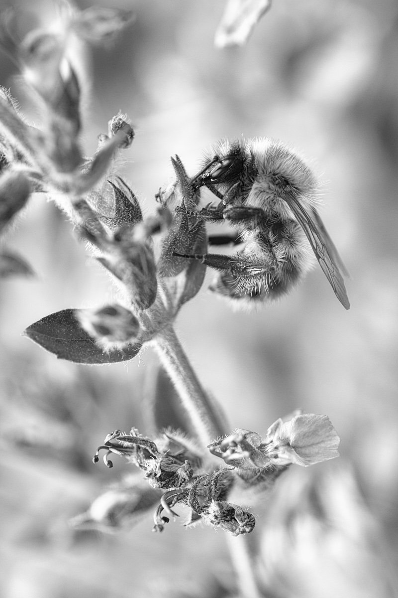 strandwerk's tweet photo. Seeing things in black and white simplifies a lot. But life is colorful ... ;-)
#bumblebees #natureisamanzing #lifeiscolor #insectworld #nectar #gardenersworld #summer #blackandwhite https://t.co/GhkEtYprXK