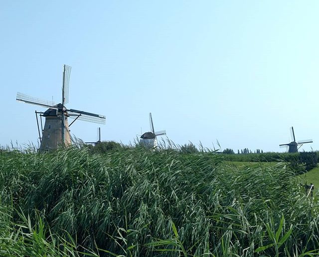 Lisapatb's tweet photo. Windmill Wednesday. It was so hot the last few days of #myvikingjourney that I had to borrow my husband's phone to take pictures at Kinderdijk, #Netherland --
#netherlandgirl #netherlandtravels #windmillwednesday #windmills #oldwindmill #netherlandhistor… https://t.co/7FCcIL6lFZ https://t.co/bJIdjQtglK