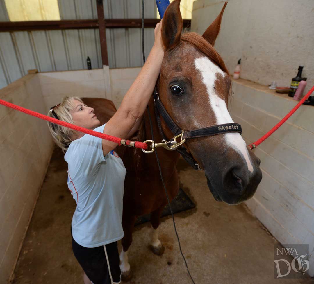 NWADemGazPhotos's tweet photo. Shannon Blanchard at Cedar Springs Equestrian Center is getting Skeeter ready for Saturday's @MyWashCoFair Horse Show and you know what that means... IT'S ALMOST FAIR WEEK! https://t.co/xRzYG24CVM