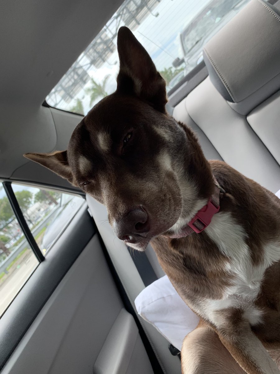 coco_caillou's tweet photo. If you or someone you know in Miami is looking for a dog, please consider adopting Lily! Found her trying to cool off in a puddle in front of my house, she's super sweet and well trained! Shelter said she's around 2 years old, no chip so unlikely her owners will show. Pls RT!! https://t.co/8XunNVv2E8