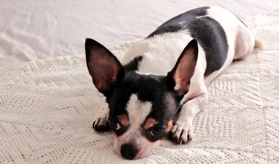 babilaperreta's tweet photo. Me siento como si estuviera dentro de una freidora 🍟🍳 ¿Cuánto queda para que el #verano se esfume ya? 👎 Estoy empezando a estar cansada del #calor ya 😂 #perro #dog #chihuahua #pet https://t.co/37tmXJJh8E