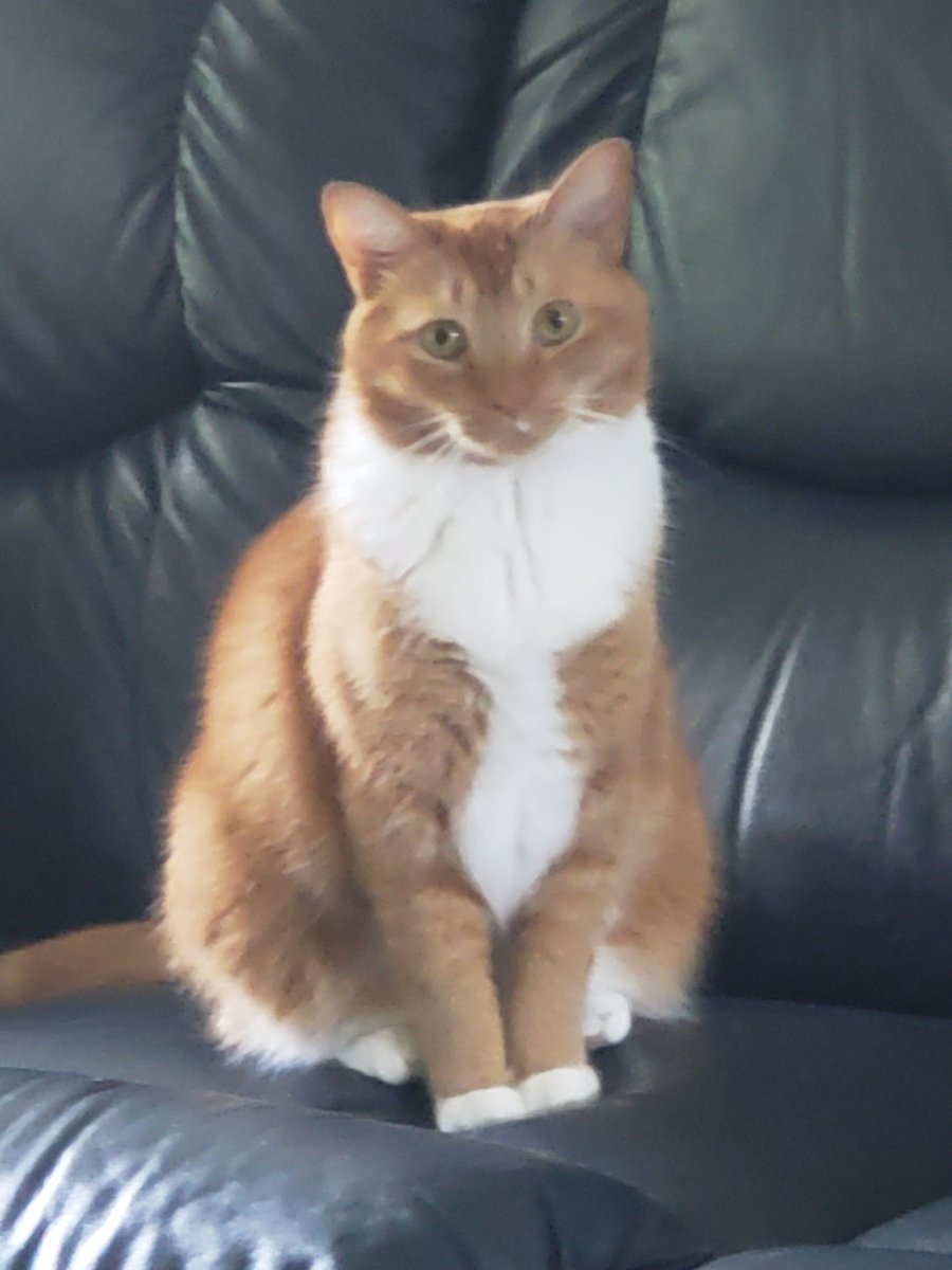 MidniteTraveler's tweet photo. My handsome man😎😉
#CatsOfTwitter #cats #catlovers #CuteCat https://t.co/W4D4ngXZHj