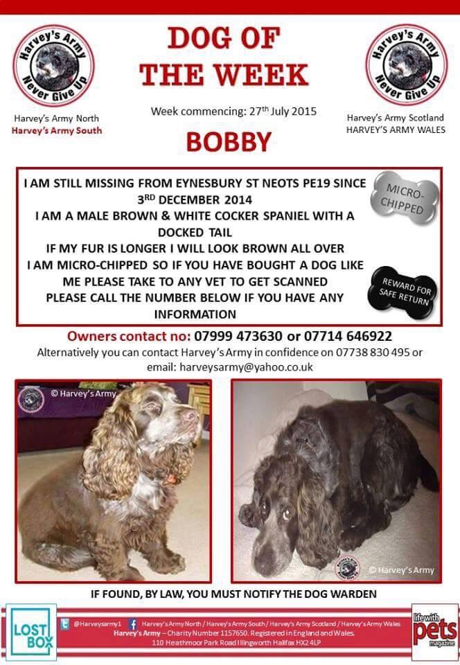 rosiedoc666's tweet photo. #HelpfindBobby look at this gorgeous boy #missingtoolong 3/12/14 CHOCOLATE ROAN COAT greying muzzle & docked tail 2 surgical scars one on tummy/other on his thigh #chipped REWARD #Eynesbury #StNeots #Cambridgeshire DID U FIND HIM? Make a family happy #checkthatchip
#Spanielhour https://t.co/iztOYlEDkW