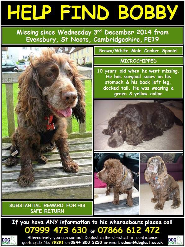 rosiedoc666's tweet photo. #HelpfindBobby look at this gorgeous boy #missingtoolong 3/12/14 CHOCOLATE ROAN COAT greying muzzle & docked tail 2 surgical scars one on tummy/other on his thigh #chipped REWARD #Eynesbury #StNeots #Cambridgeshire DID U FIND HIM? Make a family happy #checkthatchip
#Spanielhour https://t.co/iztOYlEDkW