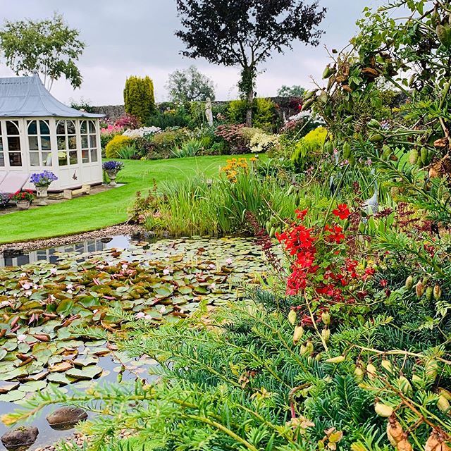 ThorntonHallGar's tweet photo. Lovely light in the garden tonight( no filters) despite a drizzly wet day. The beautiful Scottish flame flower Tropaeolum speciosum in the foreground looking over the waterfall pond with the summerhouse behind #tropaeolumspeciosum #eveninggarden #evening… https://t.co/g89sKYarCG https://t.co/wMZK2MbwUS