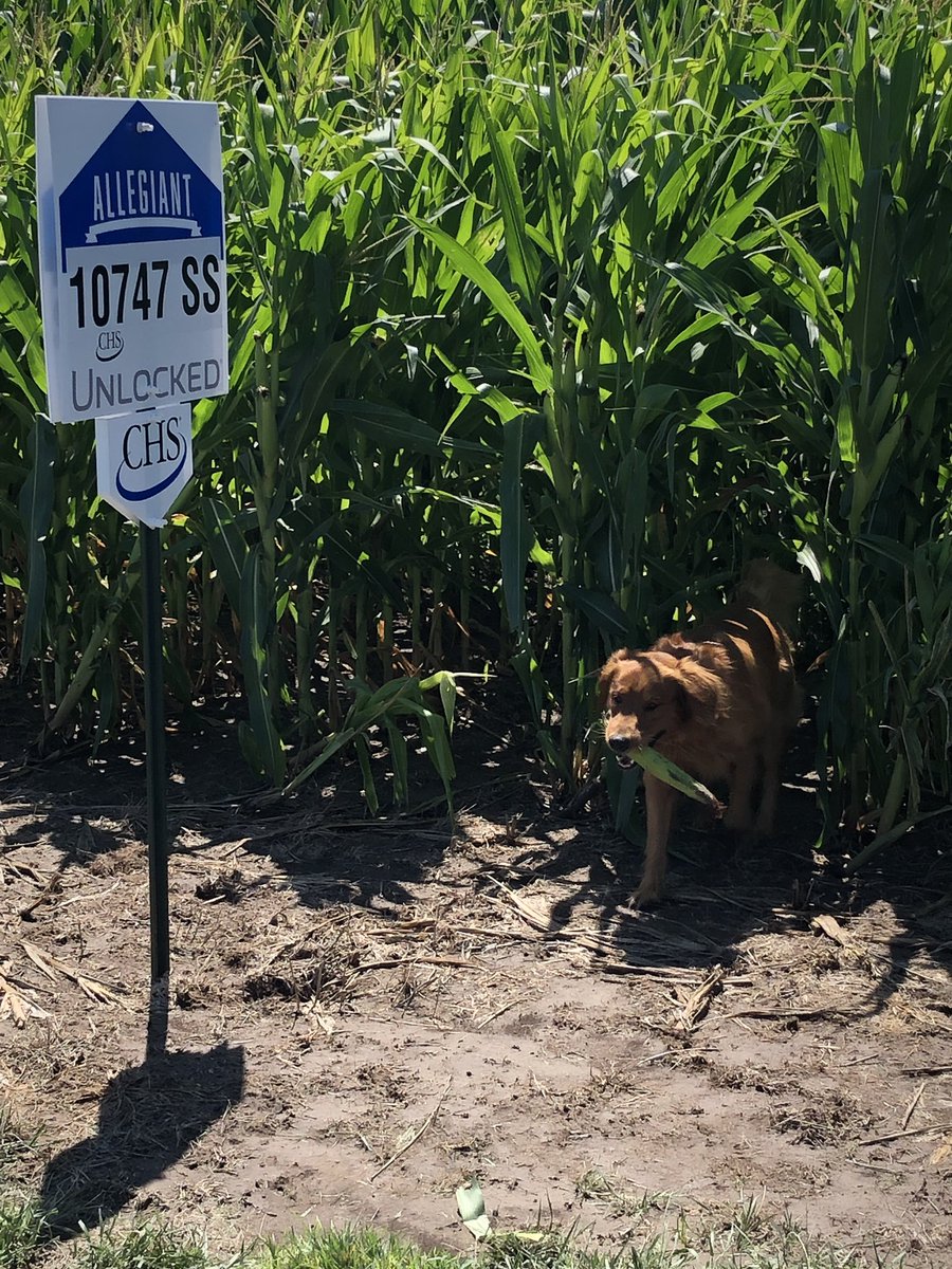 TVarilek's tweet photo. Top dog found the top dawg. Allegiant 10747 is an impressive plant with outstanding yield. You don’t want to miss this one! @CHSAgronomy #allegiantseed #binbuster https://t.co/3LIbI9F4Ye
