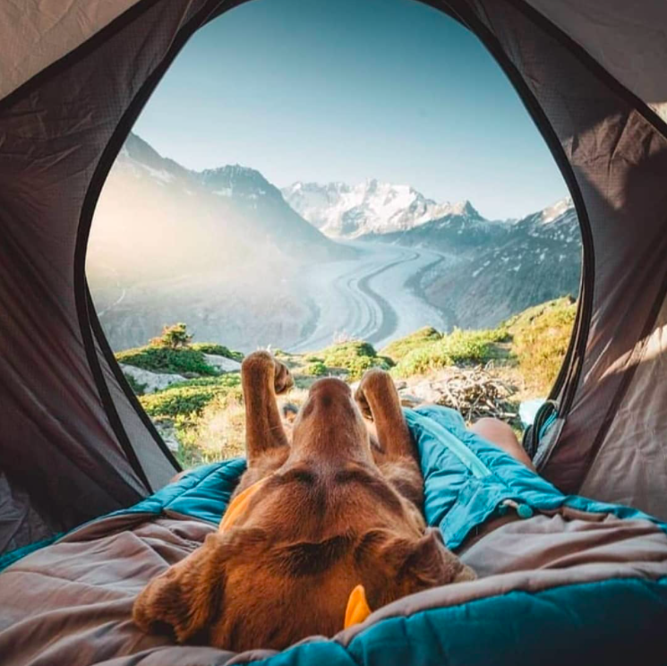 CampingRoadTrip's tweet photo. Hah! This is so awesome, dogs deserve to wake up to awesome camping views too! ๐ - find yours on https://t.co/EoIiLCtV1u
.
๐ธ by @marehippie #camplife #campingwithdogs #tentcamping #camping #tentviews #campingtips #campingpets https://t.co/y3umwNt7BZ