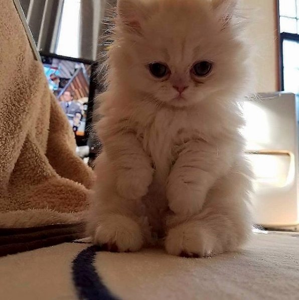 TodayCat1's tweet image. Can it get any fluffier than this? 😻😽 #ilovemycat #instacat #kitten #kittens #kittensofinstagram