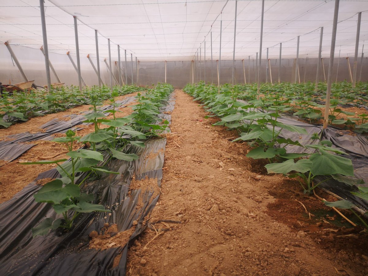IberianOrigin's tweet photo. From September 1 we will have mini cucumber and white zucchini available... We await your orders! #IberianOrigin #Vegetables #FreshVegetables #Spain #MiniCucumber #WhiteZucchini https://t.co/pSBZKlU0Oo