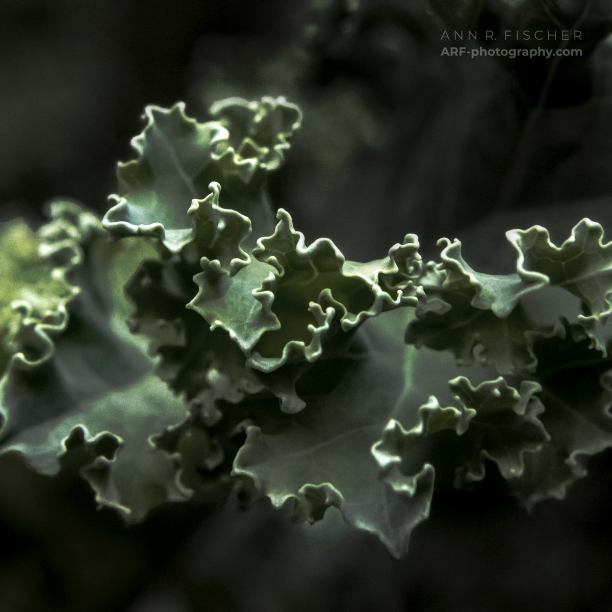 ARF_photo's tweet photo. Who needs a break? Kale. Kale does. (Photo and V. SHORT plea) https://t.co/ly9cIppaqm #miksangphotography #foodphotography #kale #foodbullies #eatthisnotthat #compassion #letthatshitgo https://t.co/ASg8WshL8M