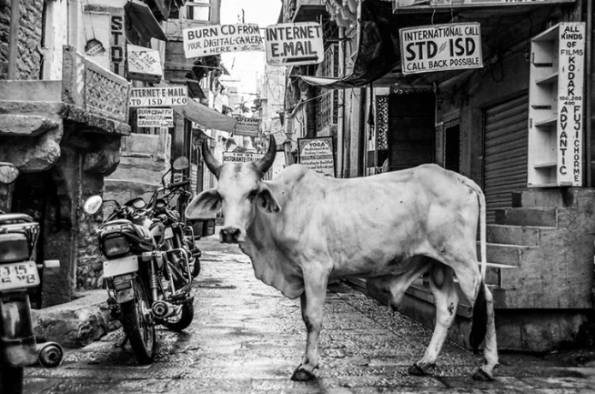 sankuchy's tweet photo. These #phrases and #idioms show the relationship between #Tharus and their cattle https://t.co/KifUnpP9TL https://t.co/YQowSVQKqK