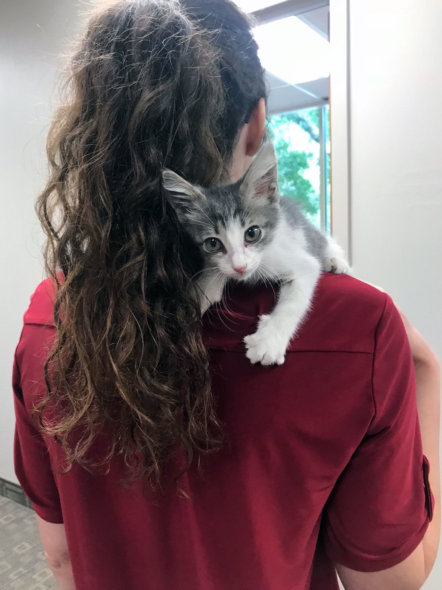 cityofdentontx's tweet photo. Look who we found outside City Hall! We need help coming up with a name... Any ideas for what we should call him? https://t.co/xMsn25rlNZ