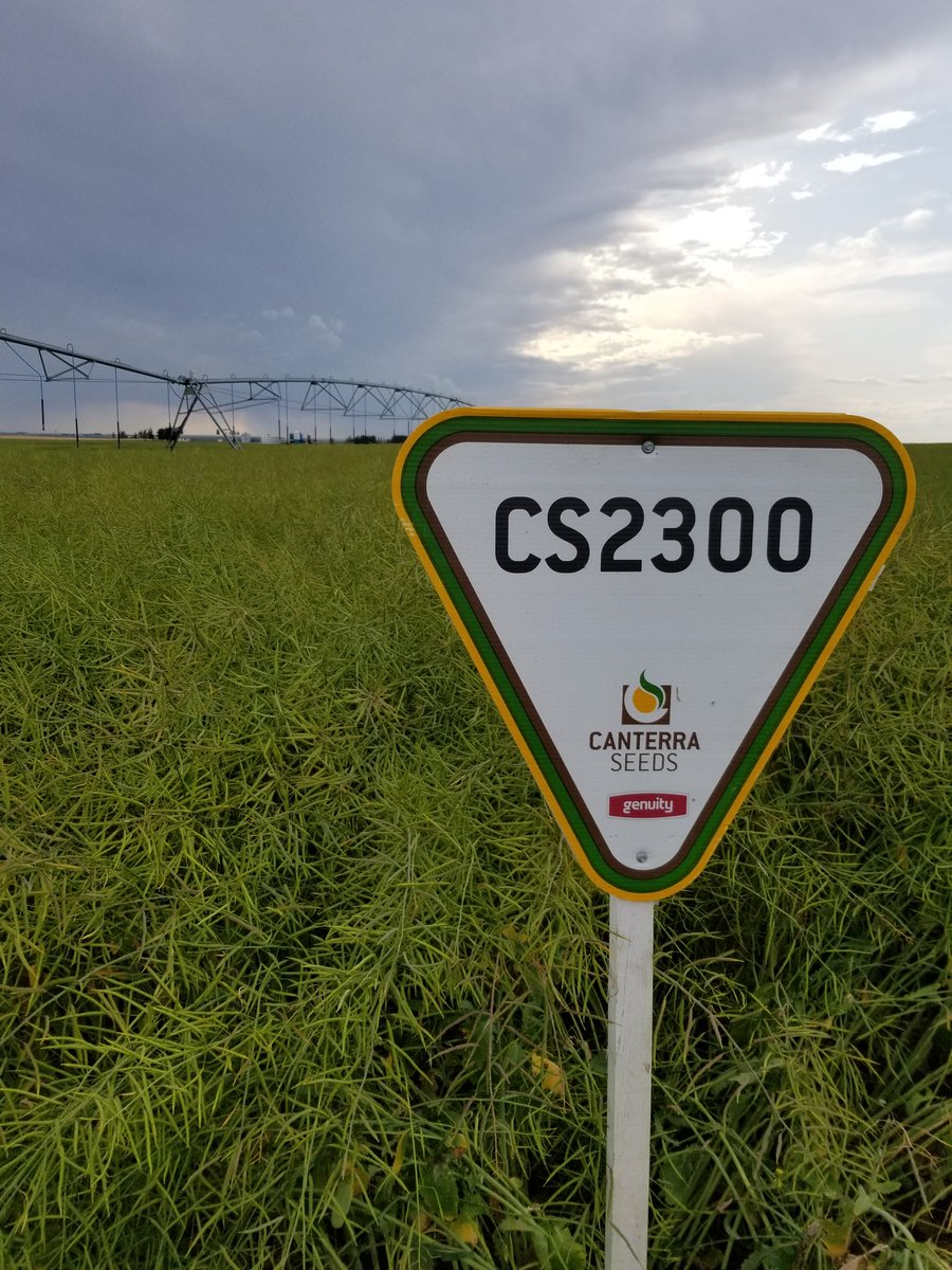 Page__Newton's tweet photo. Massive #YieldPotential in this @canterraseeds #CS2300 #BushelUp @Genuity_Canada @DLseeds #WestCdnAg https://t.co/cvoTba0Mzr