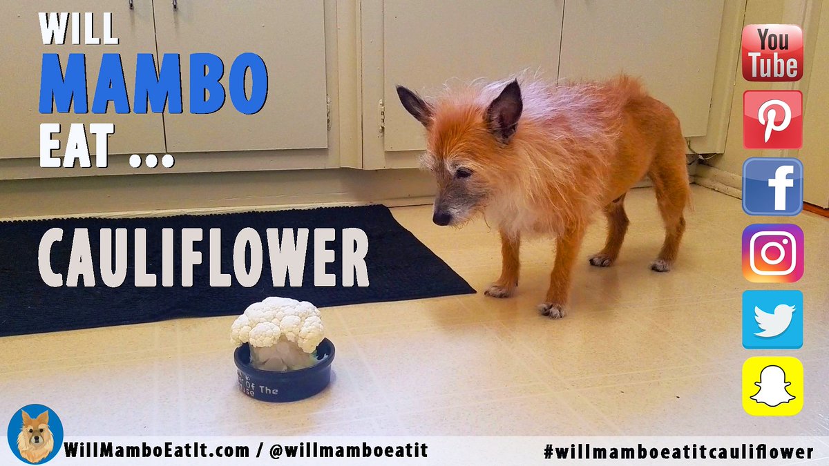 WillMamboEatIt's tweet photo. \\NOW PLAYING!! It's out Fantastic Feautured Food of the week!!! Episode 17 of Will Mambo Eat It?// Cauliflower‼️‼️ Watch and see if Mambo can or cannot, and will or will not eat Cauliflower!! From all of us at #teammambo we say, Enjoy! https://t.co/PIg3hyGTob https://t.co/UJ0ZwTw9W6