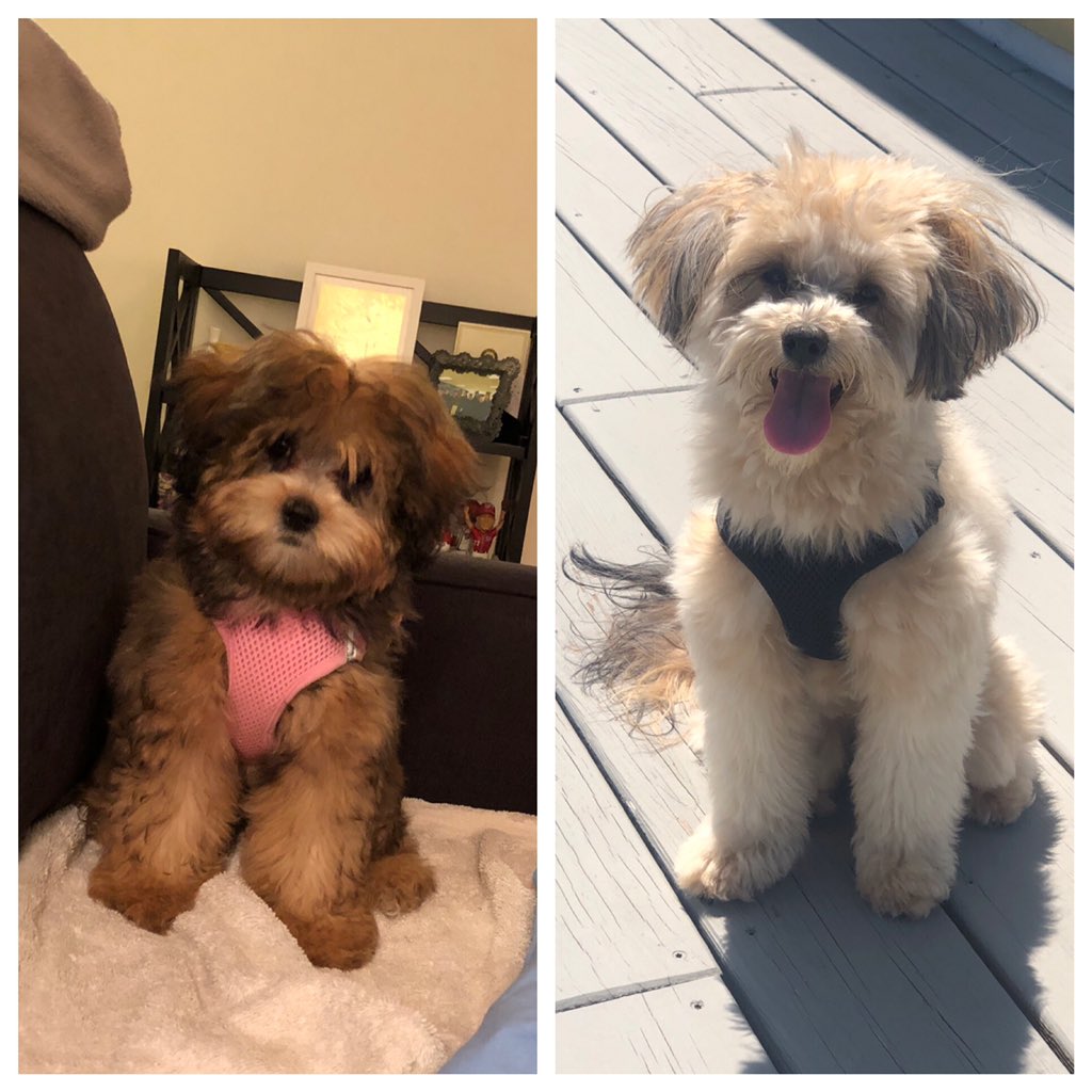 shih tzu mixed with miniature poodle