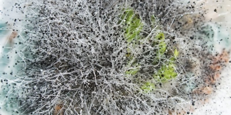 What Is White Mold &amp; Is It Toxic or Dangerous? [Expert Pictures &amp; Video] lookmold.com/detect/type/wh… #Mold #AirQuailty #MoldTesting