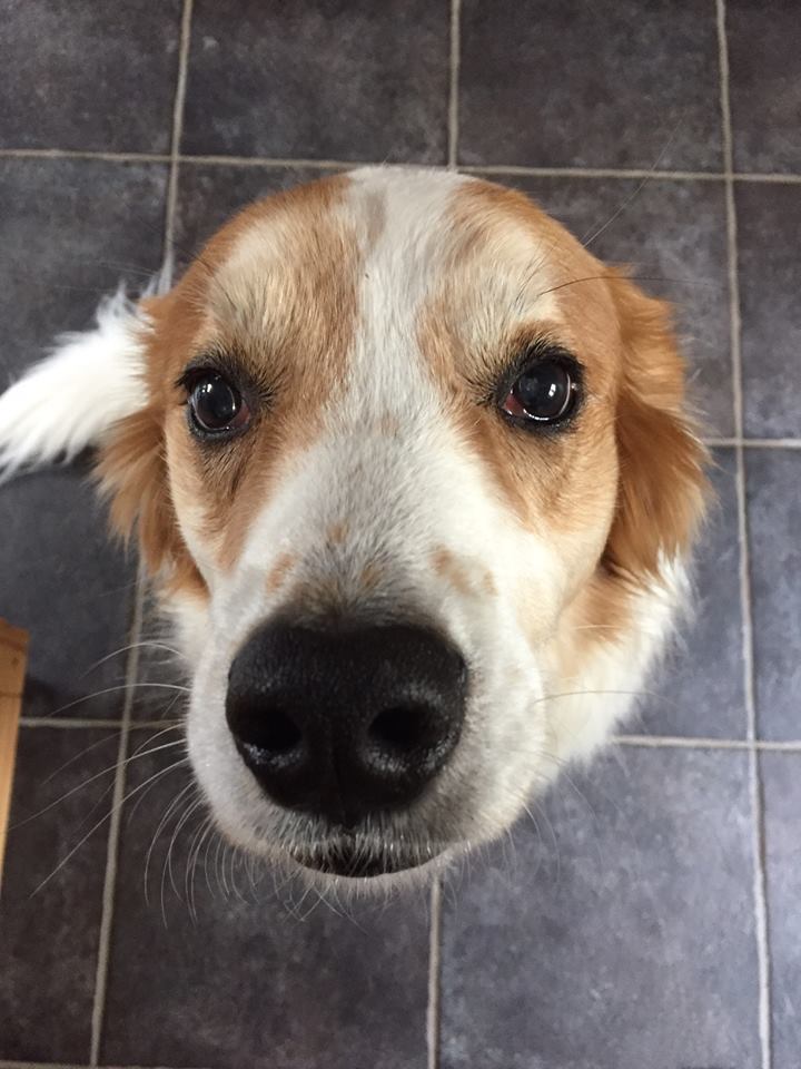 Dogonit! Our website Cutco.com is currently down. We're working on getting things up and running. Thank you for your patience. We'll let you know when we're back!