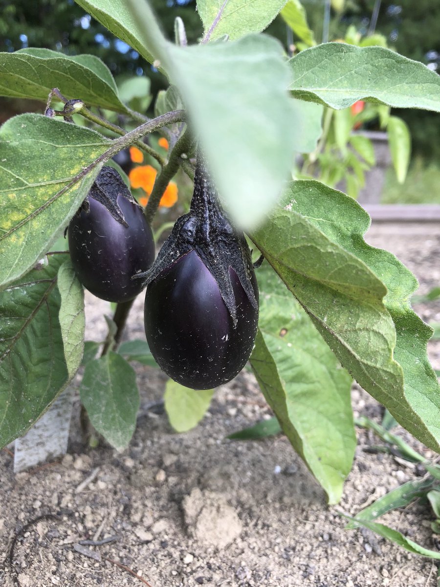 JenniferCuste11's tweet photo. The joys of gardening. 💜💖 It’s insane how happy my 4’x4’ raised bed makes me. 😍 P.S. check out those 🍆🍆🍆!!! 🌱🥒🌶🍅 #maine #gardenlife #backyardtreasures #freshveggies #perennials #eggplant #cucumbers #tomatoes #jalapenos #plantsmakemehappy https://t.co/q7LbwfRzZV