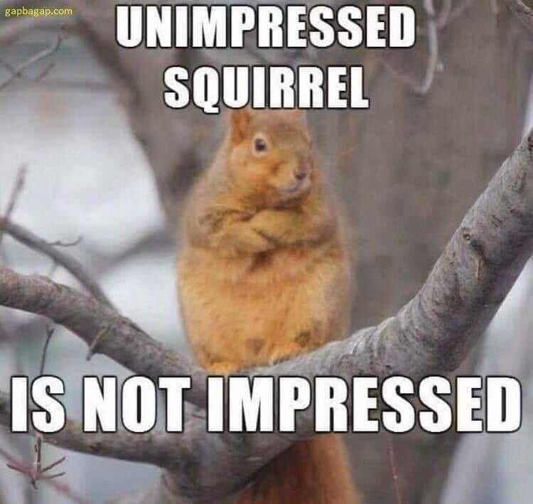 GrayFeist's tweet photo. This #squirrel is not impressed but 12,500 #squirrelhunters disagree - #ExtremeSquirrelHunting is the best #squirrelhunting page! https://t.co/2AyWa9N2zb #squirrelseason #hunting #huntchat #squirrels https://t.co/5rzIM7EWkW