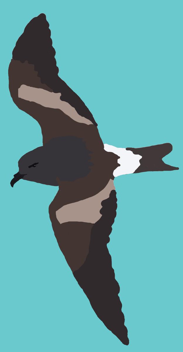 Ornithology Hashtag On Twitter