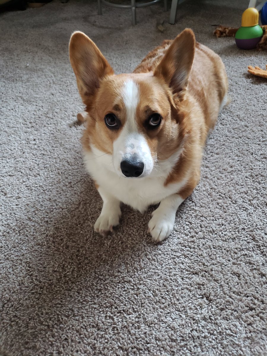 Briana_MD's tweet photo. @ZacharyLevi This is Finnick. He looks like a potato who would really rather you not. ๐๐ผโโ๏ธ #grumpface https://t.co/6dkjuXRGoB